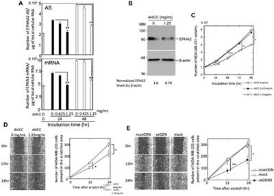 Ephrin type-A receptor 2-antisense RNA1/2 promote proliferation and migration of MDA-MB-231 cells through EPHA2-dependent Ras signaling pathway mediated by MAPK8/JNK1, MAPK9/JNK2-NFATC2/NFAT1 and JUND